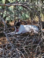 Found/Stray Male Dog last seen Irvington and South pantano, Tucson, AZ 85730