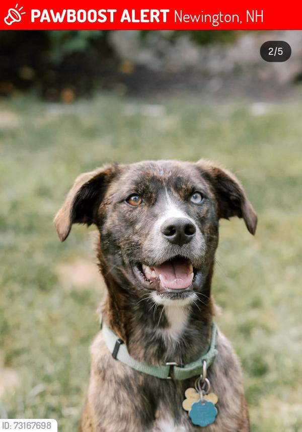 Lost Male Dog last seen Arboretum Rd, Newington, NH 03801