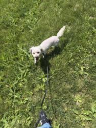 Lost Male Dog last seen Near cca elementary and pearl st, Detroit, MI 48216