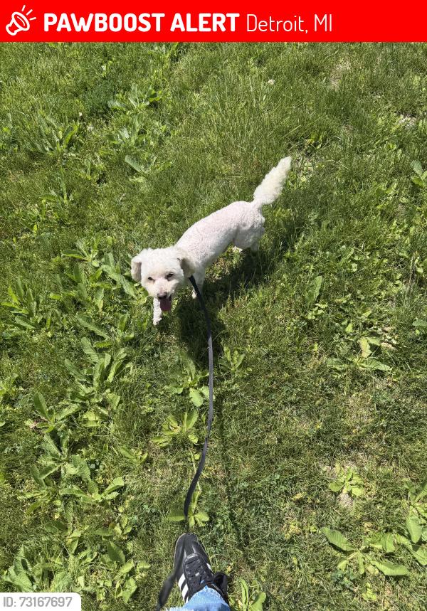 Lost Male Dog last seen Near cca elementary and pearl st, Detroit, MI 48216