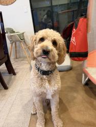 Lost Male Dog last seen Whitewater and Verona, Palm Springs, CA 92262