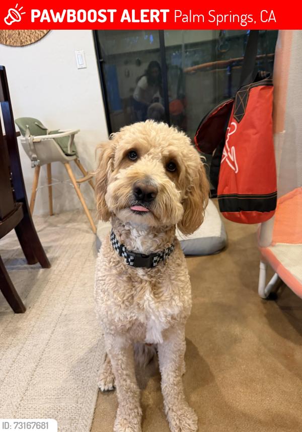 Lost Male Dog last seen Whitewater and Verona, Palm Springs, CA 92262