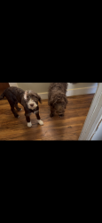 Reunited Unknown Dog last seen Near and Pennington, Mooresville, IN 46158