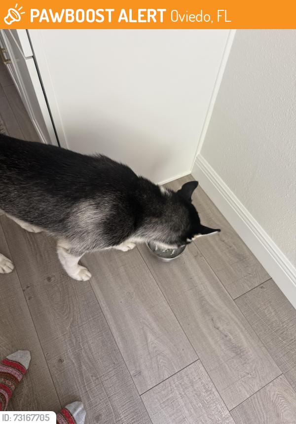 Found/Stray Male Dog last seen Pine grove run, Oviedo, FL 32765