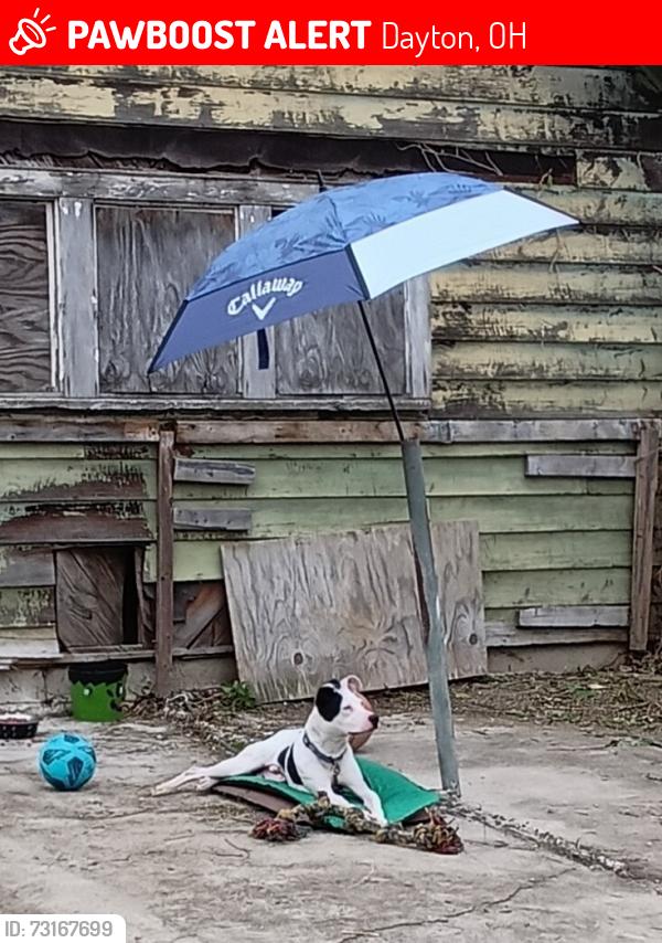 Lost Male Dog last seen He was stolen from us, Dayton, OH 45406