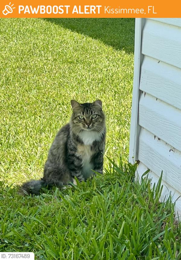 Found/Stray Female Cat last seen Broadmoor subdivision, Kissimmee, FL 34758