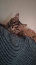 Lost Female Cat last seen Near 18th ave, Kenosha, WI 53143