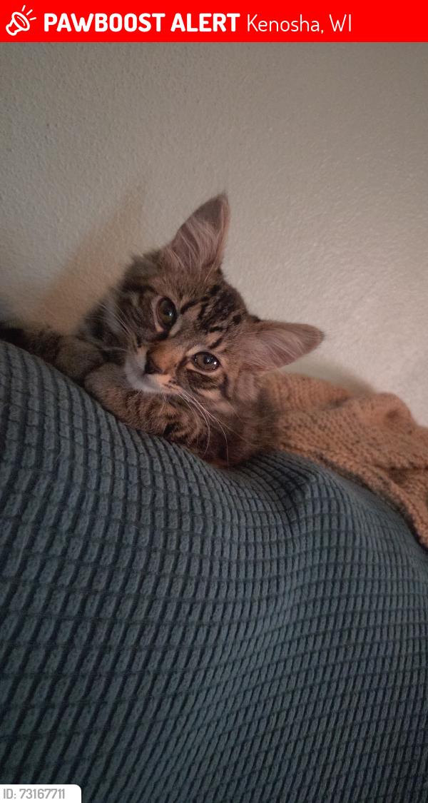 Lost Female Cat last seen Near 18th ave, Kenosha, WI 53143