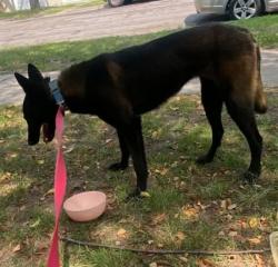 Found/Stray Male Dog last seen Westminster and Maryland, Saint Paul, MN 55130