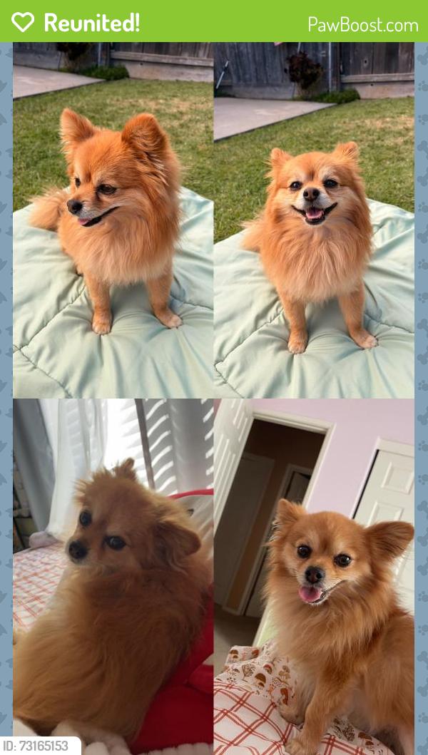 Reunited Male Dog last seen Peridot Ave, Winton, CA 95388, USA, Winton, CA 95388