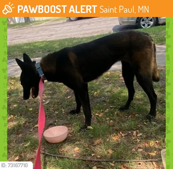 Found/Stray Male Dog last seen Westminster and Maryland, Saint Paul, MN 55130