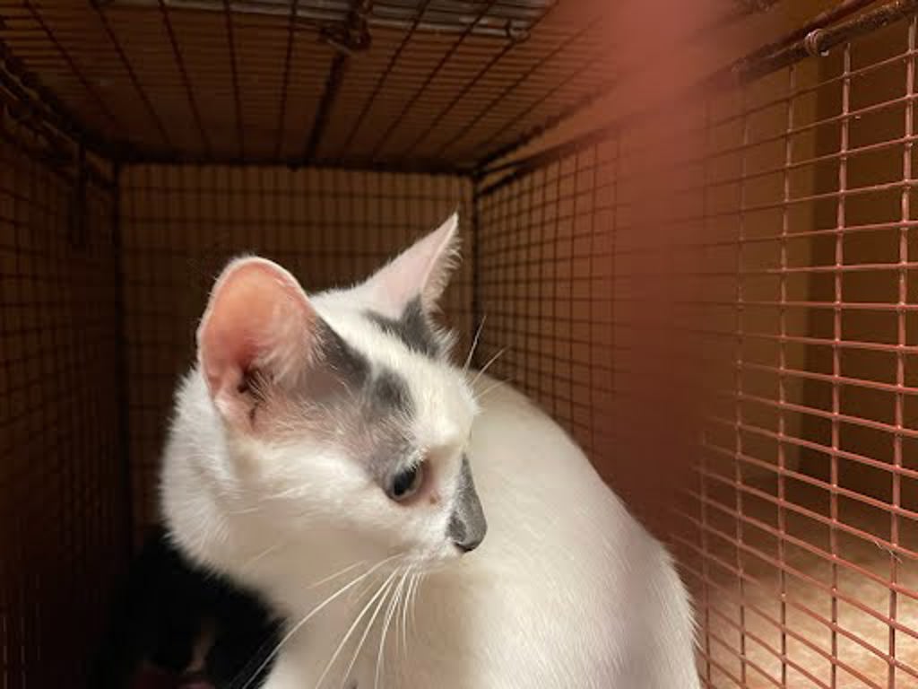 Shelter Stray Female Cat last seen Near Post Road Drive, AUSTIN, TX, 78704, 7201 Levander Loop bldg a, Austin, TX 78702, USA