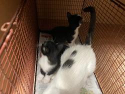 Shelter Stray Unknown Cat last seen Near Post Road Drive, AUSTIN, TX, 78704, 7201 Levander Loop bldg a, Austin, TX 78702, USA