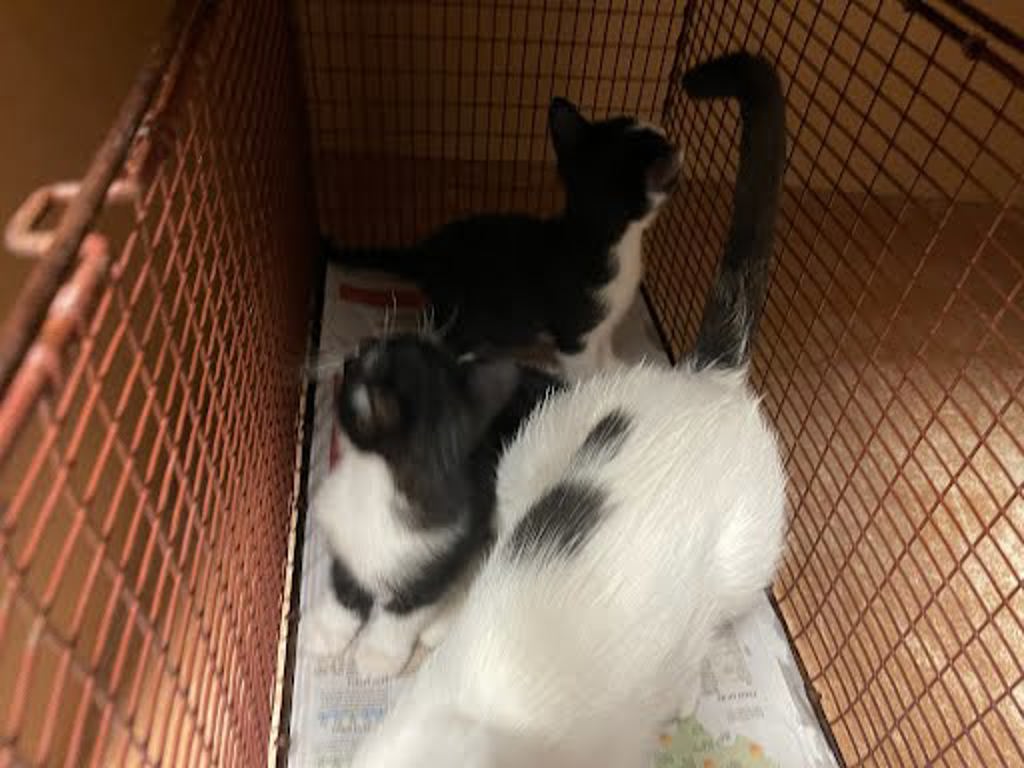 Shelter Stray Female Cat last seen Near Post Road Drive, AUSTIN, TX, 78704, 7201 Levander Loop bldg a, Austin, TX 78702, USA