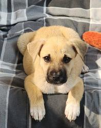 Shelter Stray Female Dog last seen Near W San Ysidro Boulevard, San Diego, CA, 92173, 5500 Gaines St, San Diego, CA 92110, USA