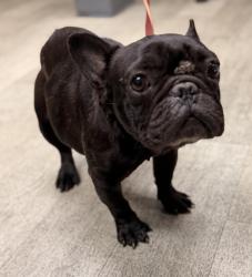 Shelter Stray Female Dog last seen Near Castana Street, San Diego, CA, 92114, 5500 Gaines St, San Diego, CA 92110, USA