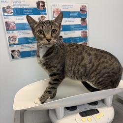 Shelter Stray Female Cat last seen Santa Margarita Street., San Diego, CA, 92114, 5500 Gaines St, San Diego, CA 92110, USA