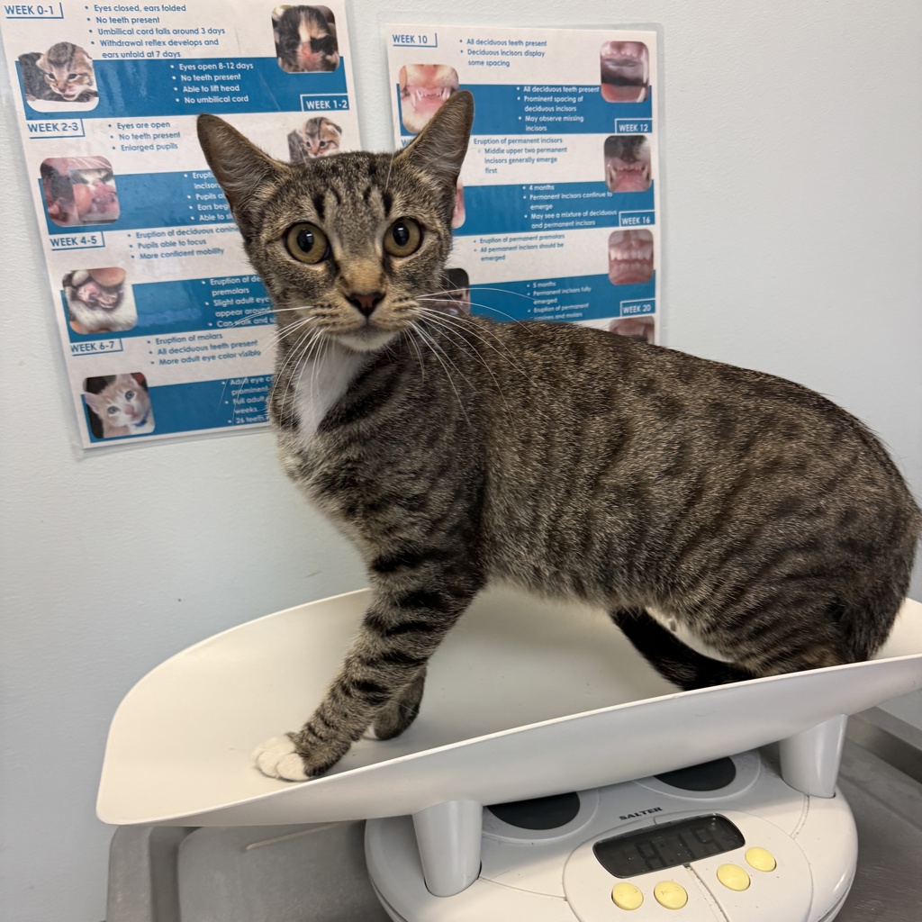 Shelter Stray Female Cat last seen Santa Margarita Street., San Diego, CA, 92114, 5500 Gaines St, San Diego, CA 92110, USA