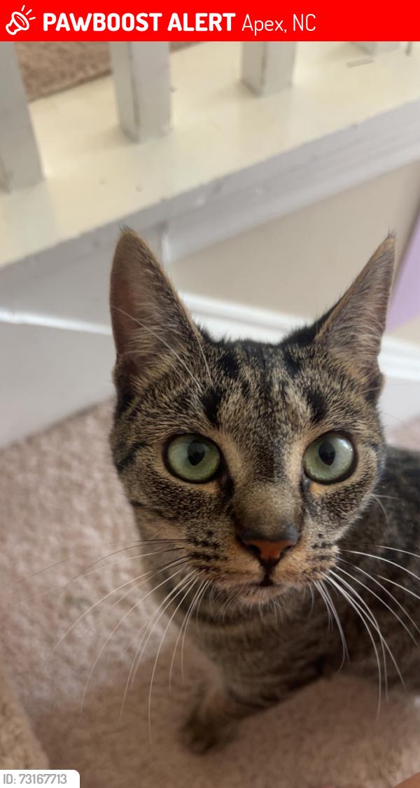 Lost Female Cat last seen Miramonte neighborhood, Apex, NC 27539