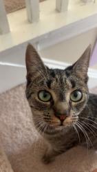 Lost Female Cat last seen Miramonte neighborhood, Apex, NC 27539