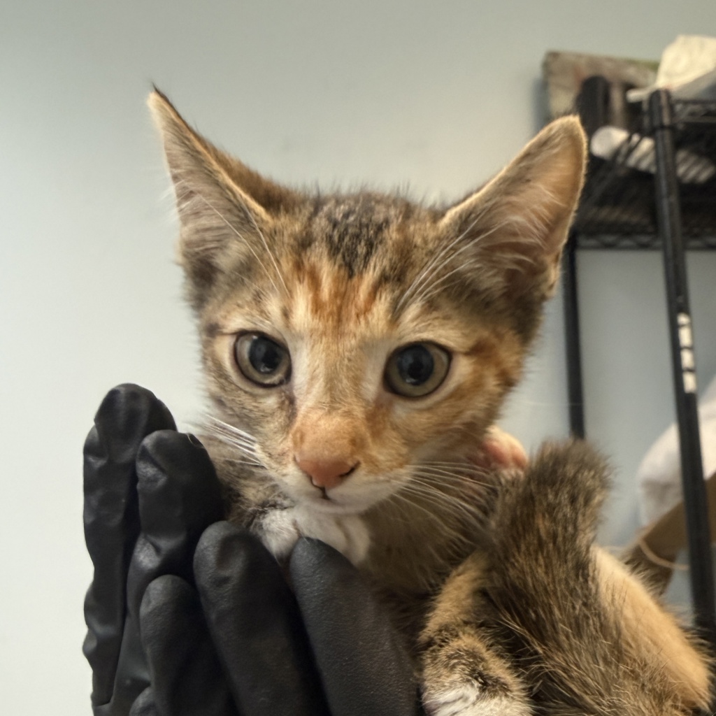 Shelter Stray Female Cat last seen Near 46th Street, San Diego, CA, 92105, 5500 Gaines St, San Diego, CA 92110, USA