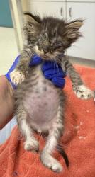 Shelter Stray Male Cat last seen Rocky Point Road, Bremerton, WA, 98312, 9167 Dickey Rd NW, Silverdale, WA 98383, USA