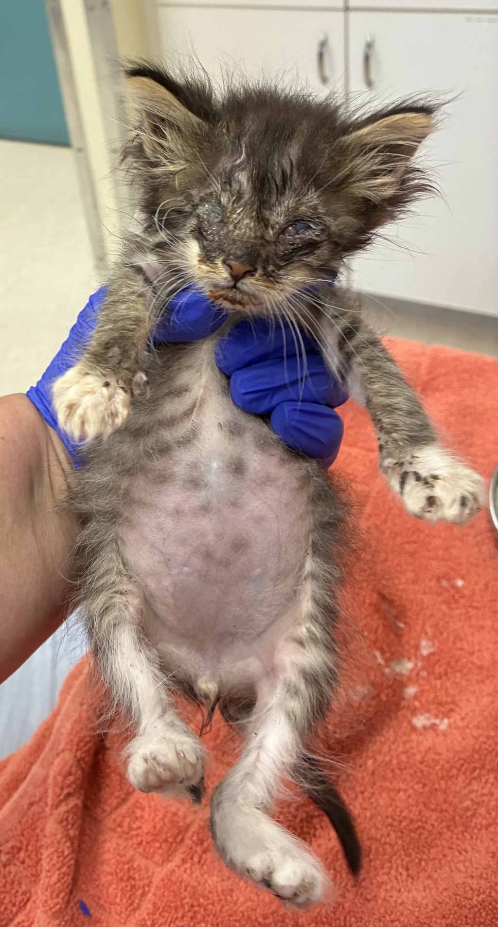 Shelter Stray Male Cat last seen Rocky Point Road, Bremerton, WA, 98312, 9167 Dickey Rd NW, Silverdale, WA 98383, USA