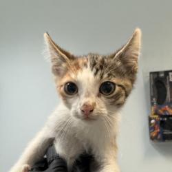 Shelter Stray Female Cat last seen Near 46th Street, San Diego, CA, 92105, 5500 Gaines St, San Diego, CA 92110, USA