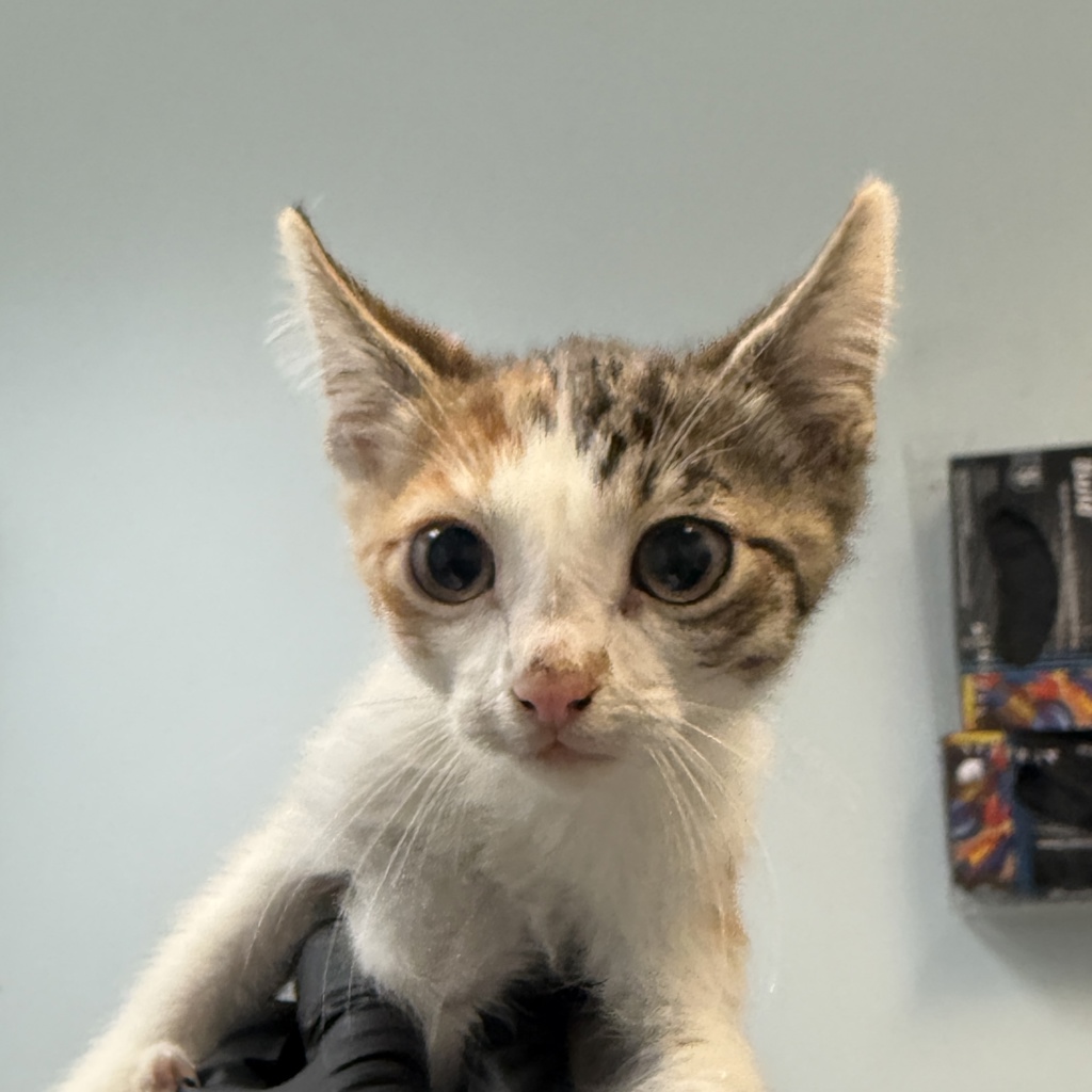 Shelter Stray Female Cat last seen Near 46th Street, San Diego, CA, 92105, 5500 Gaines St, San Diego, CA 92110, USA
