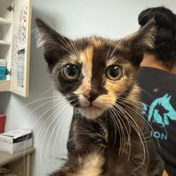 Shelter Stray Female Cat last seen Near 46th Street, San Diego, CA, 92105, 5500 Gaines St, San Diego, CA 92110, USA