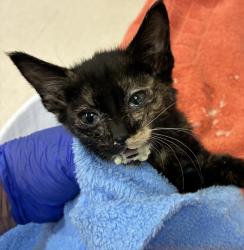 Shelter Stray Female Cat last seen Rocky Point Road, Bremerton, WA, 98312, 9167 Dickey Rd NW, Silverdale, WA 98383, USA