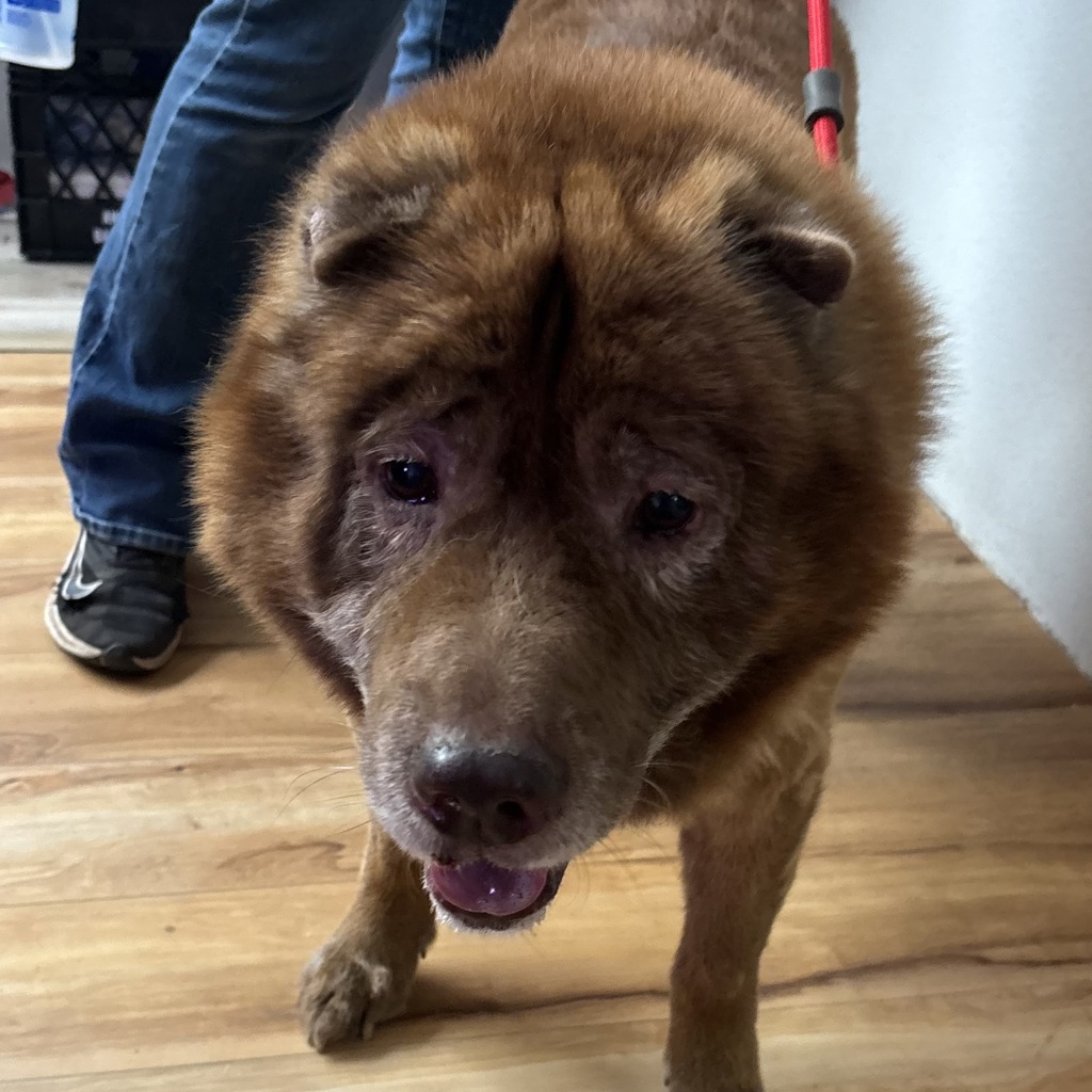 Shelter Stray Male Dog last seen SE Sedgewick Road, Port Orchard, WA, 98366, 9167 Dickey Rd NW, Silverdale, WA 98383, USA