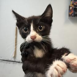 Shelter Stray Male Cat last seen Near 46th Street, San Diego, CA, 92105, 5500 Gaines St, San Diego, CA 92110, USA