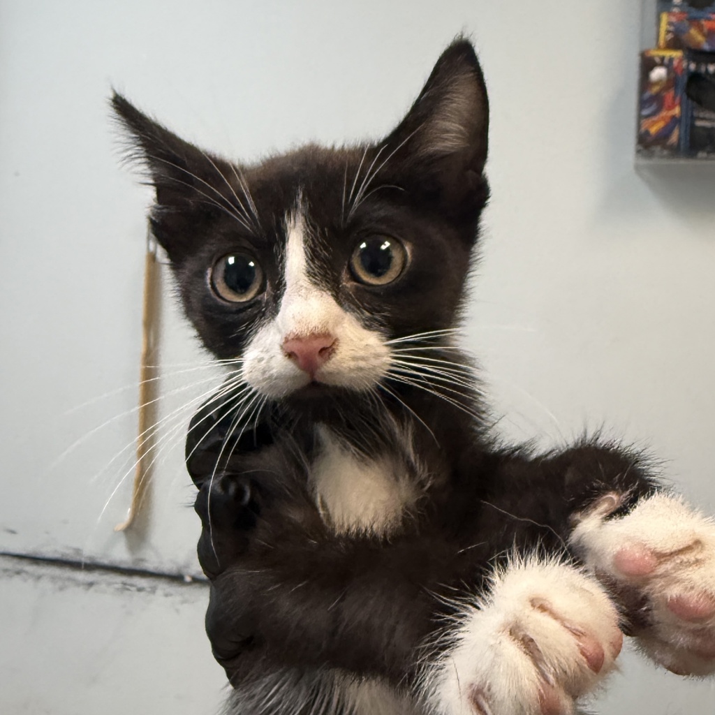 Shelter Stray Male Cat last seen Near 46th Street, San Diego, CA, 92105, 5500 Gaines St, San Diego, CA 92110, USA