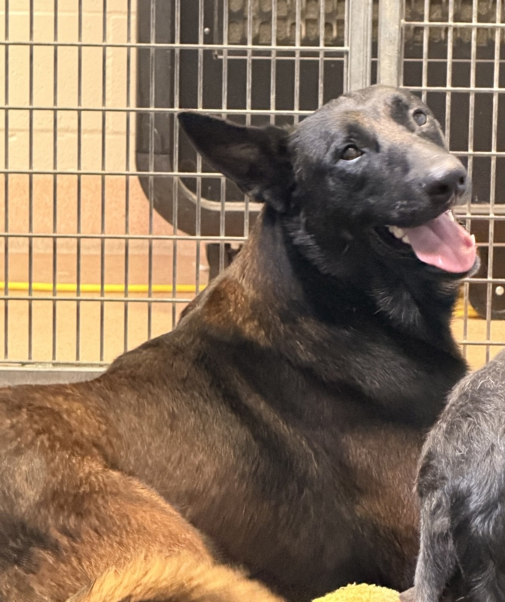 Shelter Stray Male Dog last seen 25th and market st, San Diego, CA, 92102, 5500 Gaines St, San Diego, CA 92110, USA