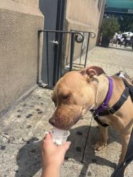 Shelter Stray Female Dog last seen Near E 214 Street, BRONX, NY, 10467, 326 E 110th St, New York, NY 10029, USA