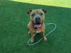 Shelter Stray Male Dog last seen Near S Quince Street, Escondido, CA, 92025, Escondido, CA 92027, USA