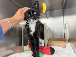Shelter Stray Female Cat last seen 86th Central Park West (Norman's Landscape), NEW YORK, NY, 10024, 326 E 110th St, New York, NY 10029, USA