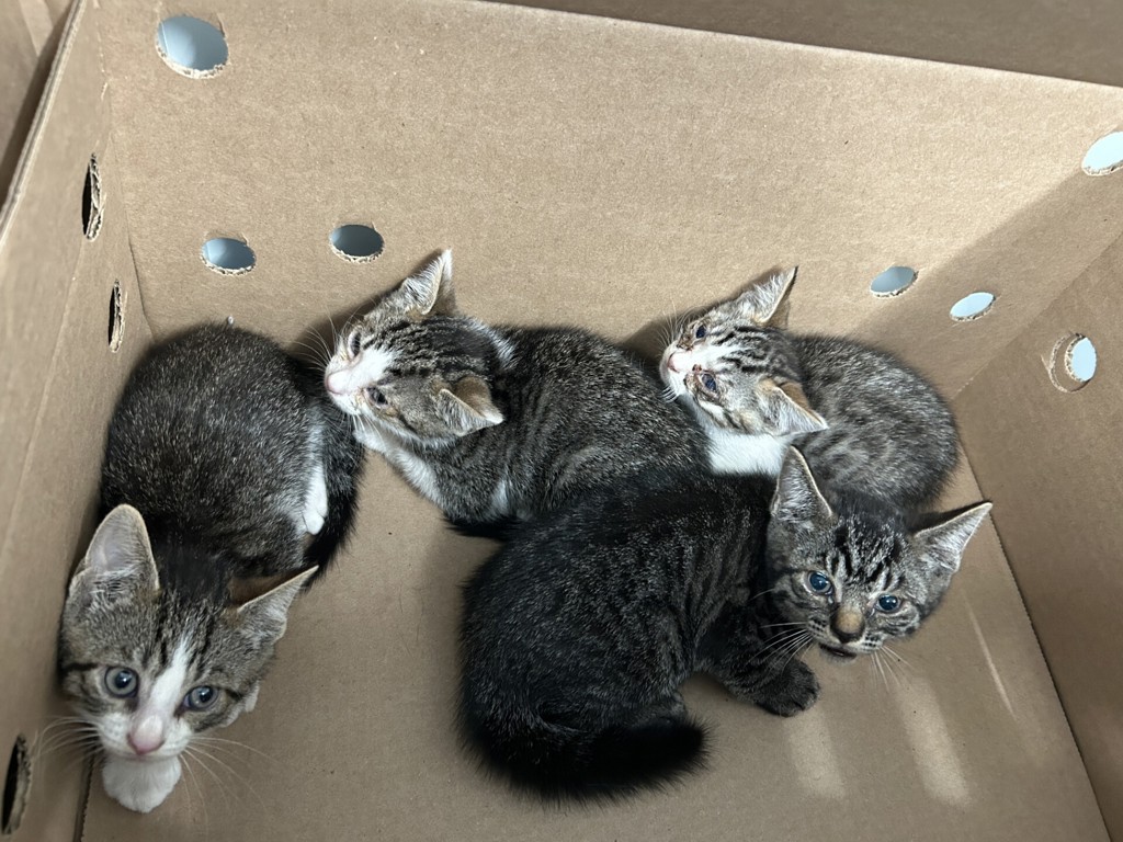 Shelter Stray Male Cat last seen Near 86th Avenue, RICHMOND HILL, NY, 11418, 326 E 110th St, New York, NY 10029, USA