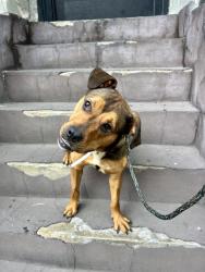 Shelter Stray Female Dog last seen Near Jerome Avenue, BRONX, NY, 10468, 326 E 110th St, New York, NY 10029, USA