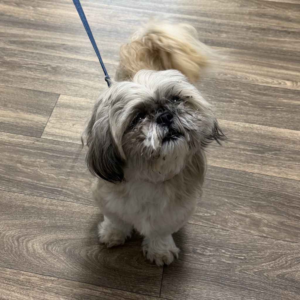 Shelter Stray Female Dog last seen Near Hotel Circle S, San Diego, CA, 92108, 5500 Gaines St, San Diego, CA 92110, USA