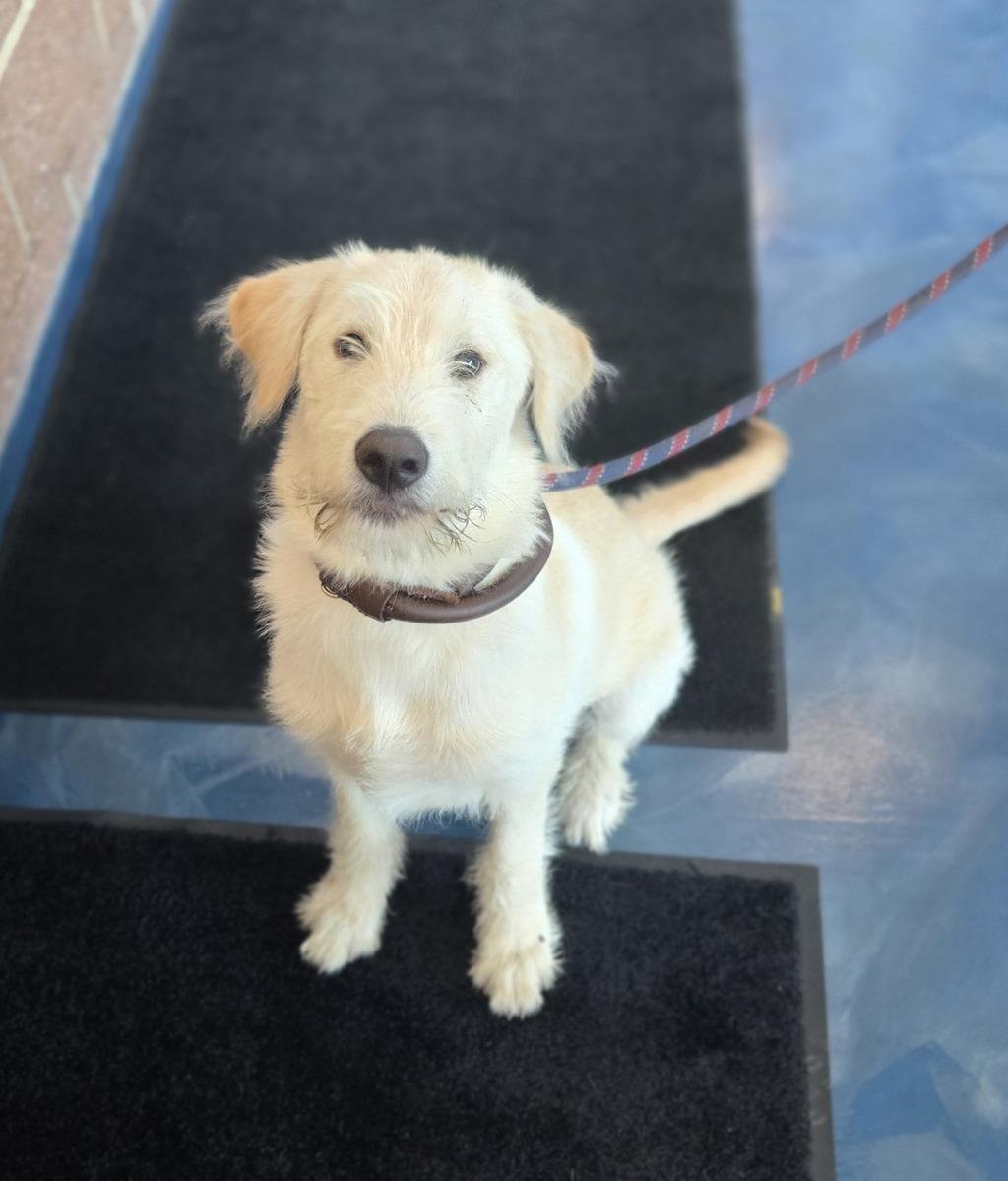 Shelter Stray Male Dog last seen Near Eagle Hill Drive, CLARKSTON, MI, 48346, 1200 N Telegraph Building 42E, Pontiac, MI 48340, USA