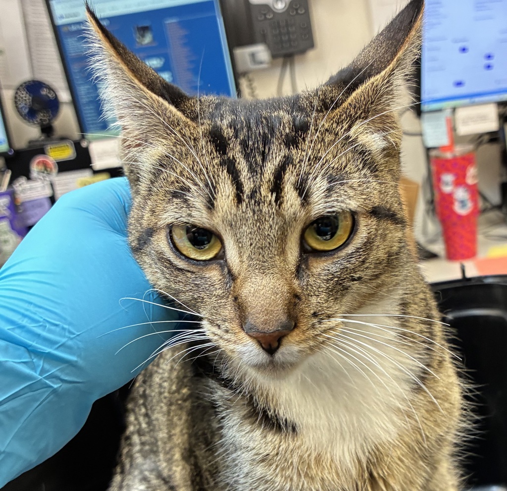 Shelter Stray Female Cat last seen n interstate / n kilpatrick, OR, 1700 W Historic Columbia River Hwy, Troutdale, OR 97060, USA
