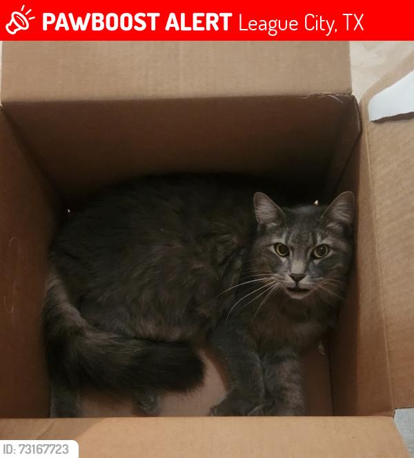 Lost Female Cat last seen Jeb Stewart & Floyd, League City, TX 77573