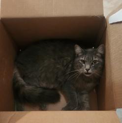 Lost Female Cat last seen Jeb Stewart & Floyd, League City, TX 77573