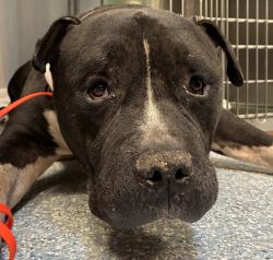 Shelter Stray Male Dog last seen 134th, OR, 1700 W Historic Columbia River Hwy, Troutdale, OR 97060, USA