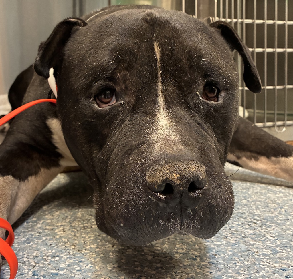Shelter Stray Male Dog last seen 134th, OR, 1700 W Historic Columbia River Hwy, Troutdale, OR 97060, USA