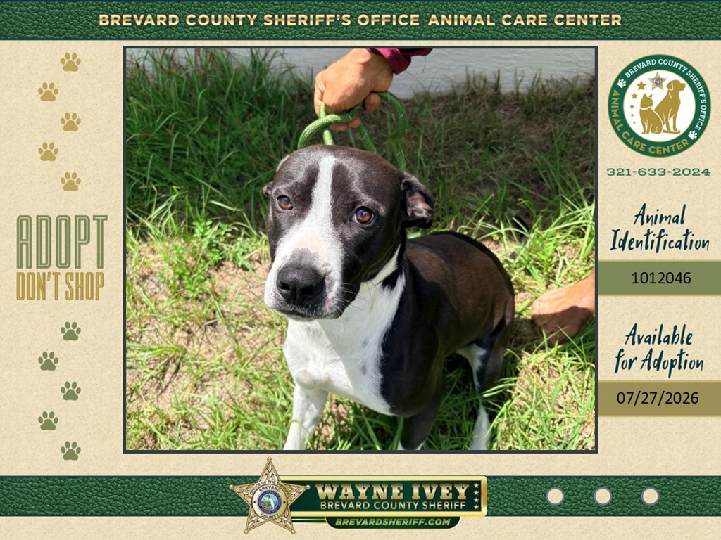 Shelter Stray Female Dog last seen FL, 5100 W Eau Gallie Blvd, Melbourne, FL 32934, USA