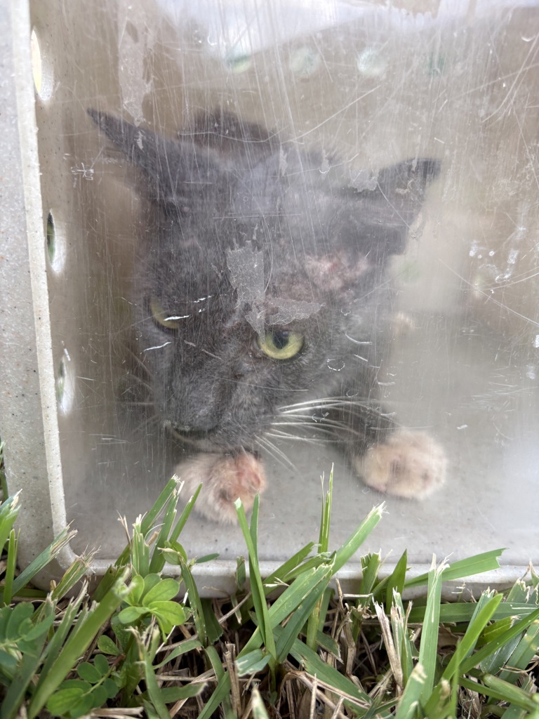 Shelter Stray Unknown Cat last seen FL, 5100 W Eau Gallie Blvd, Melbourne, FL 32934, USA