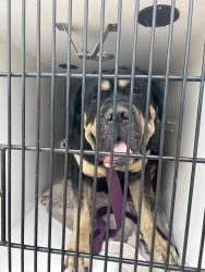 Shelter Stray Male Dog last seen NE Irving and NE 91st Ave, PORTLAND, OR, 97220, 1700 W Historic Columbia River Hwy, Troutdale, OR 97060, USA